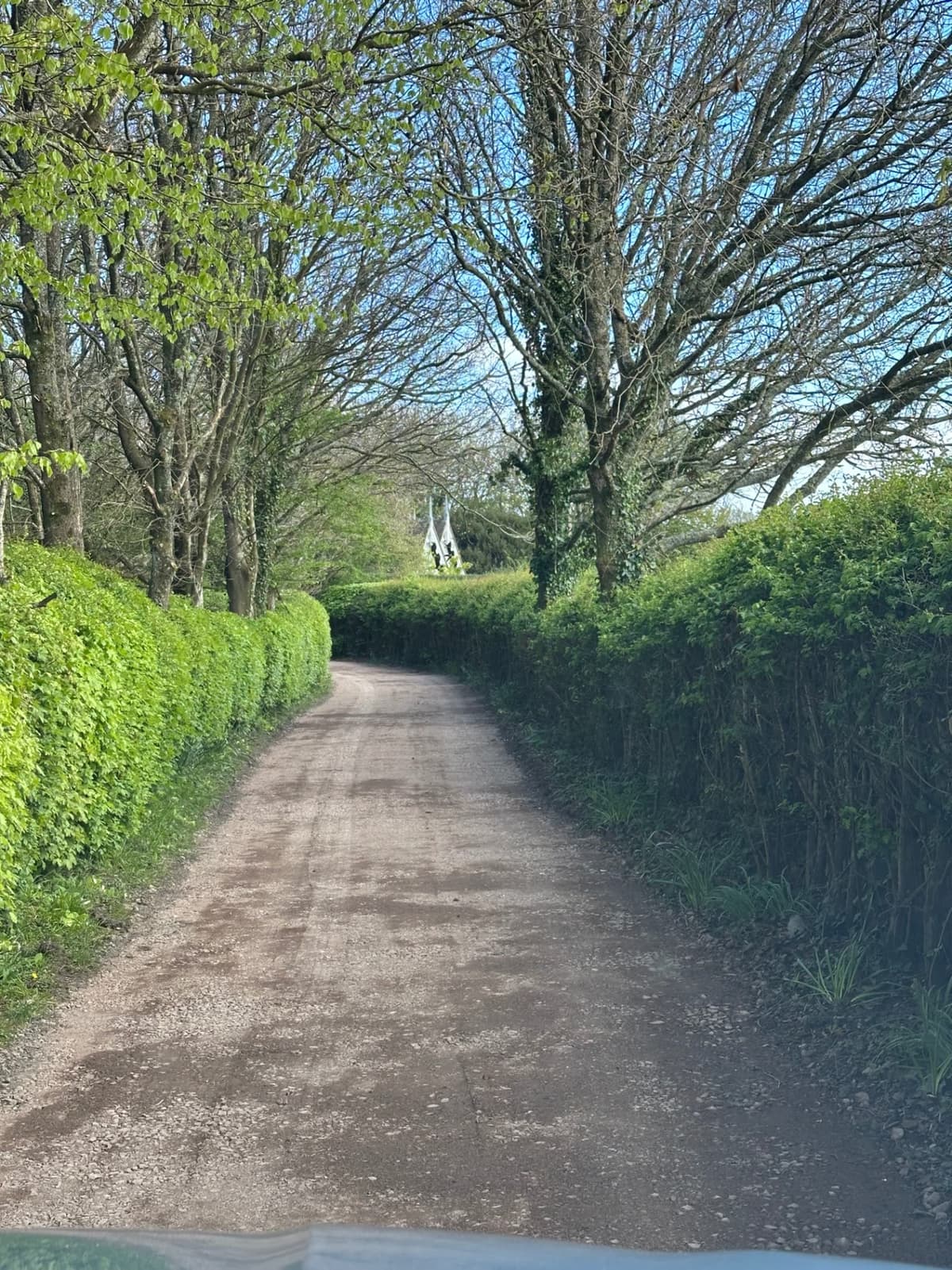The narrow farm lane up to Martins Farm in spring, hedgerows either side and the white oast cowls visible through the trees ahead