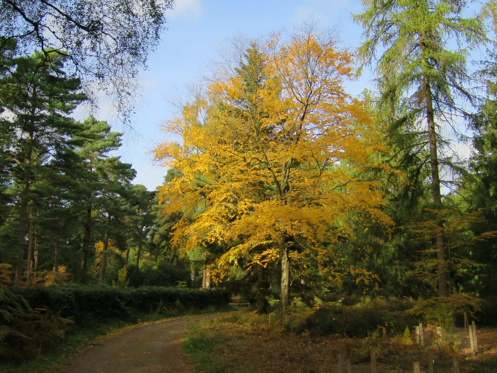 A tall tree in full gold at Bedgebury Forest beside a surfaced trail, dark conifers standing behind it