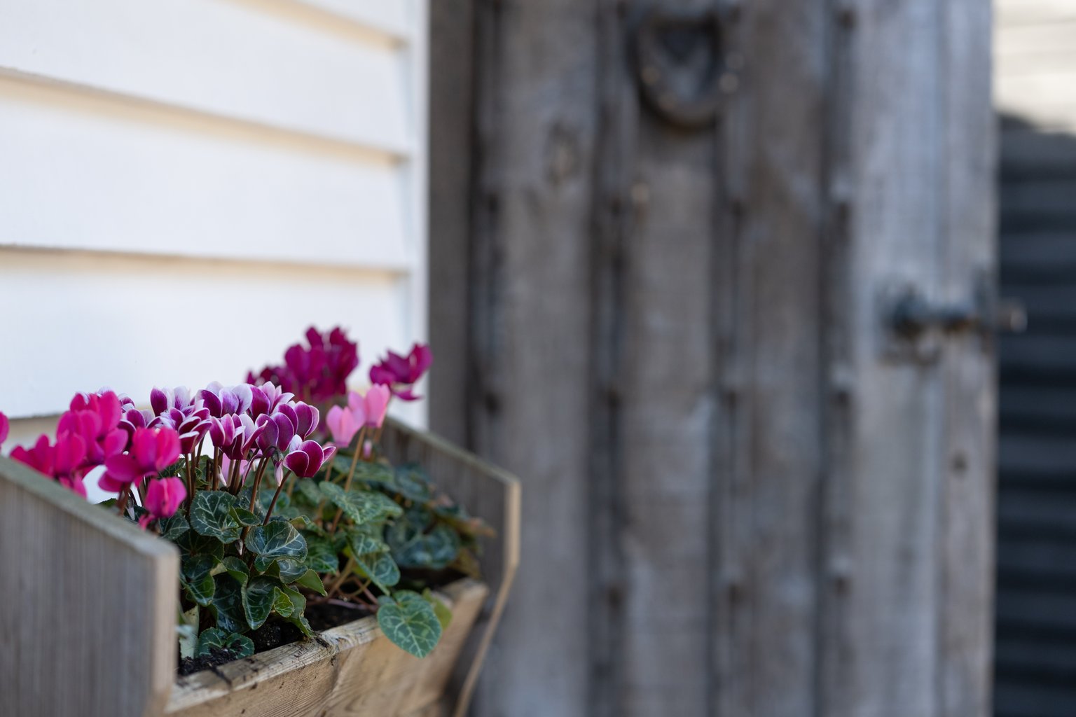 Pink cyclamen in a wooden planter beside the timber entrance door at The Oast