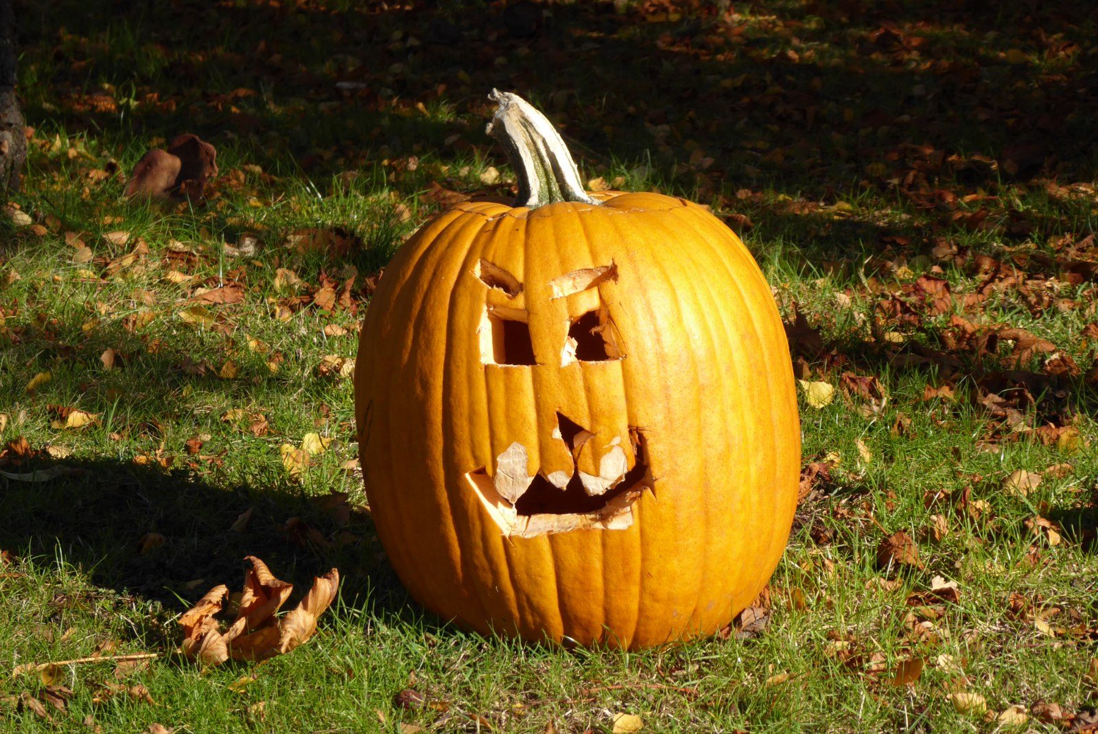 A carved Hallowe'en pumpkin set on grass among fallen autumn leaves at dusk