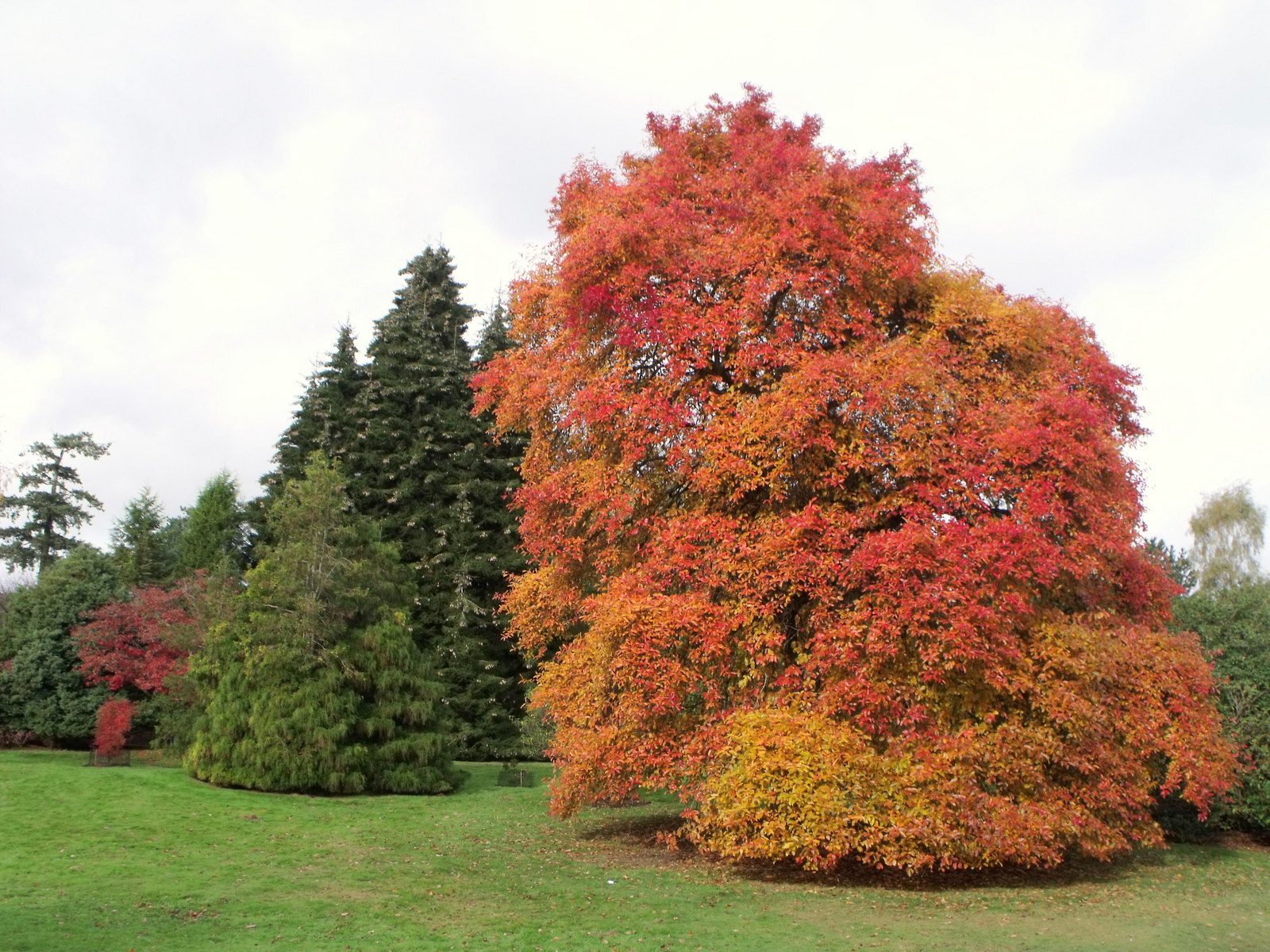 A broad maple in scarlet and orange autumn colour on the lawns at Sheffield Park, with evergreens and further turning trees behind