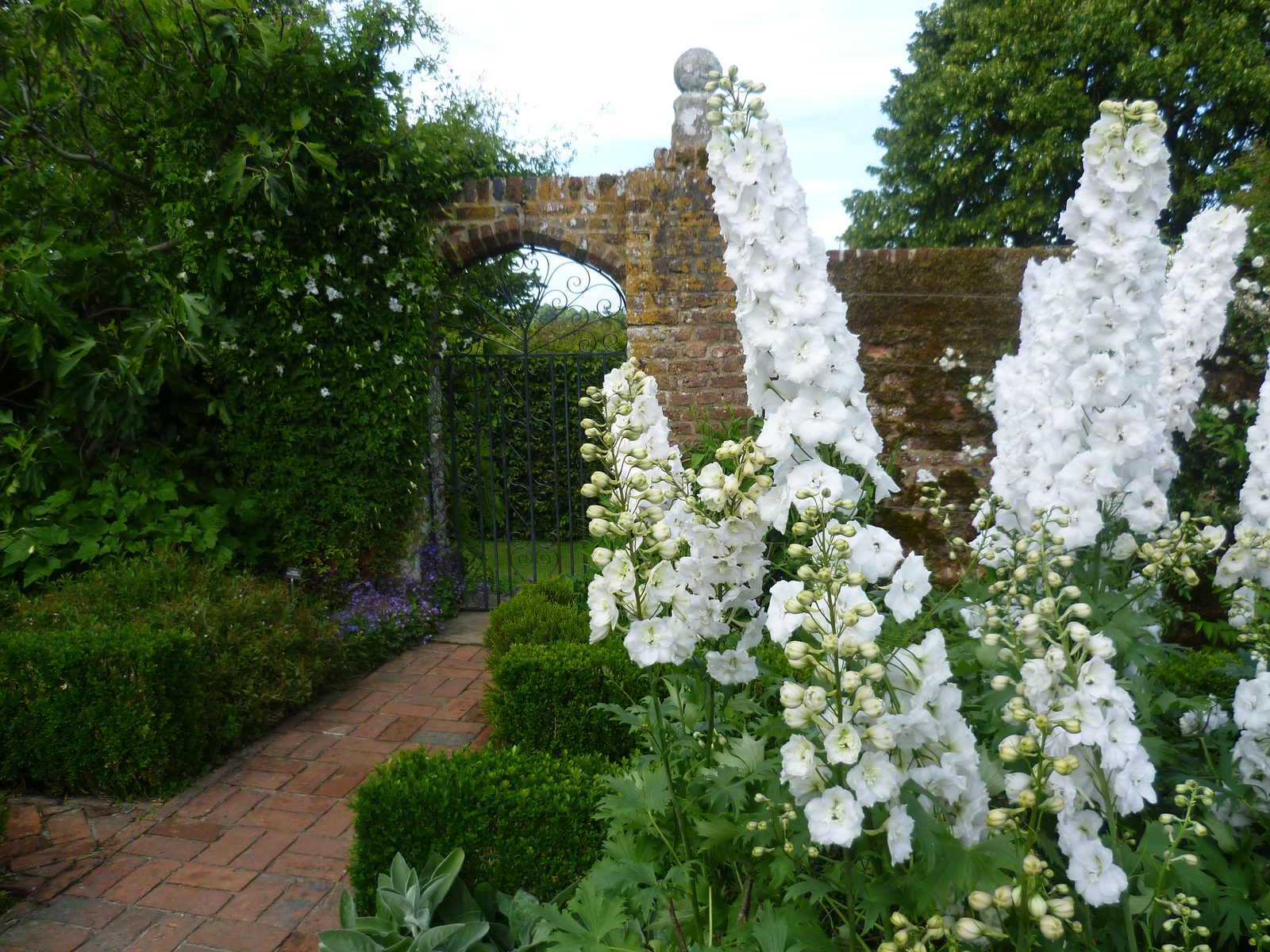 White delphiniums and roses crowding a brick path in the White Garden at Sissinghurst, with clipped box hedges and the old wall arch behind