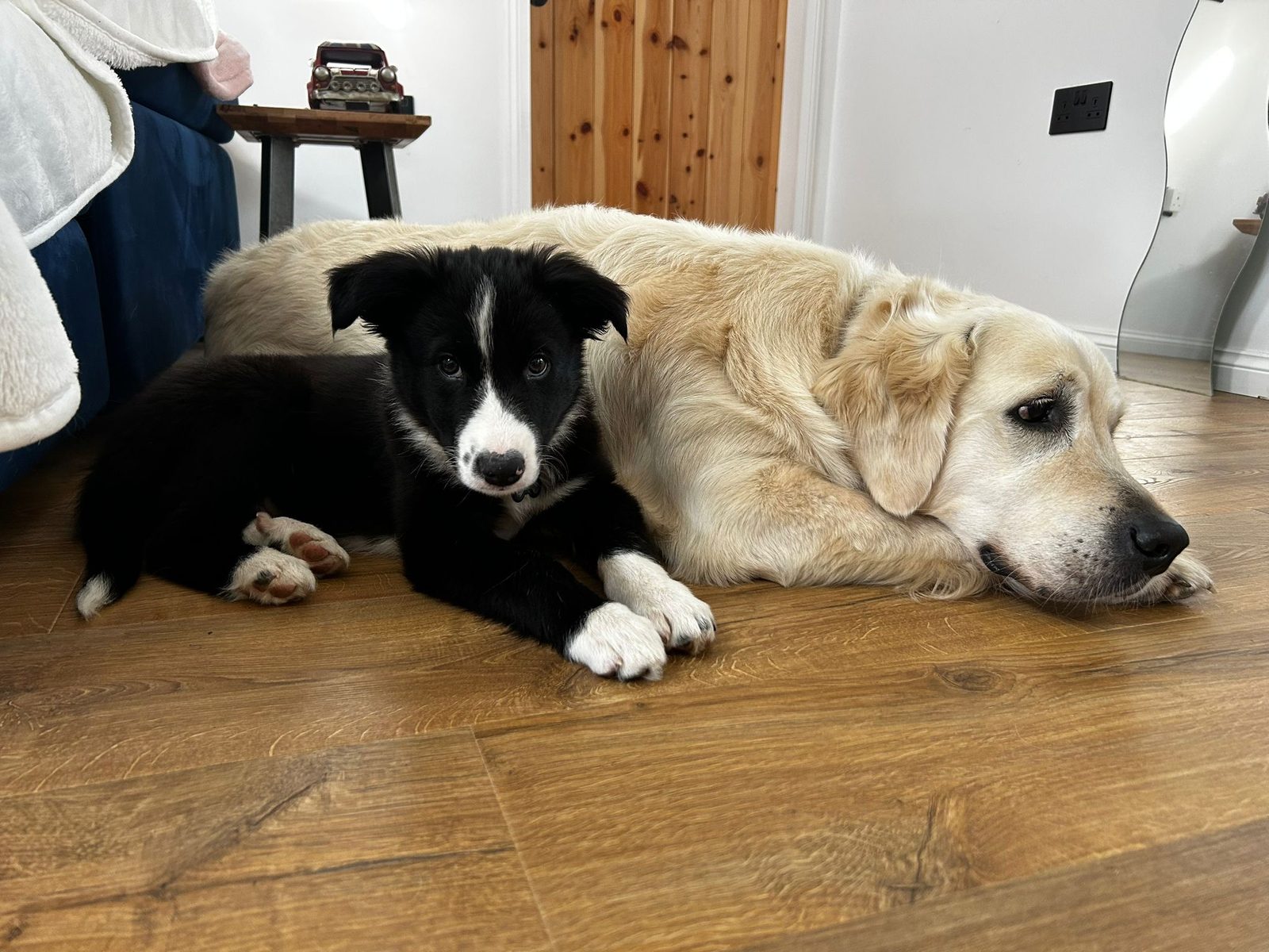 Winston resting beside a black-and-white puppy at Martins Farm.