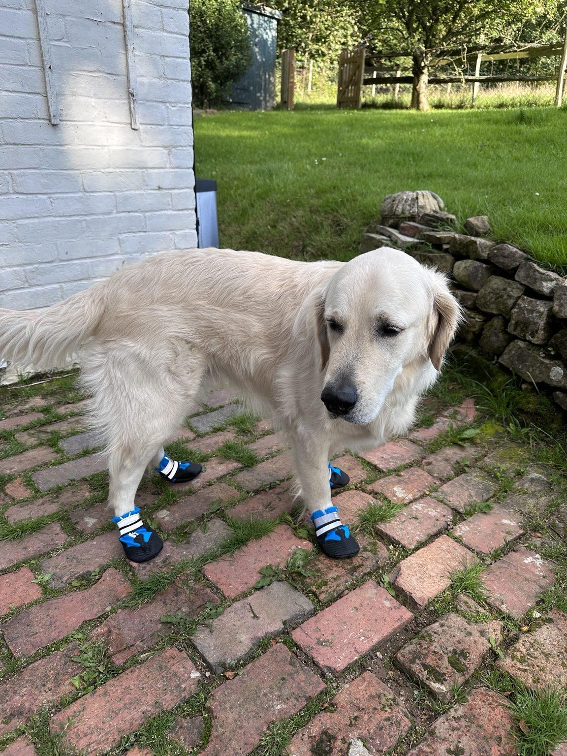 Winston wearing four protective blue dog boots on the brick path at Martins Farm.