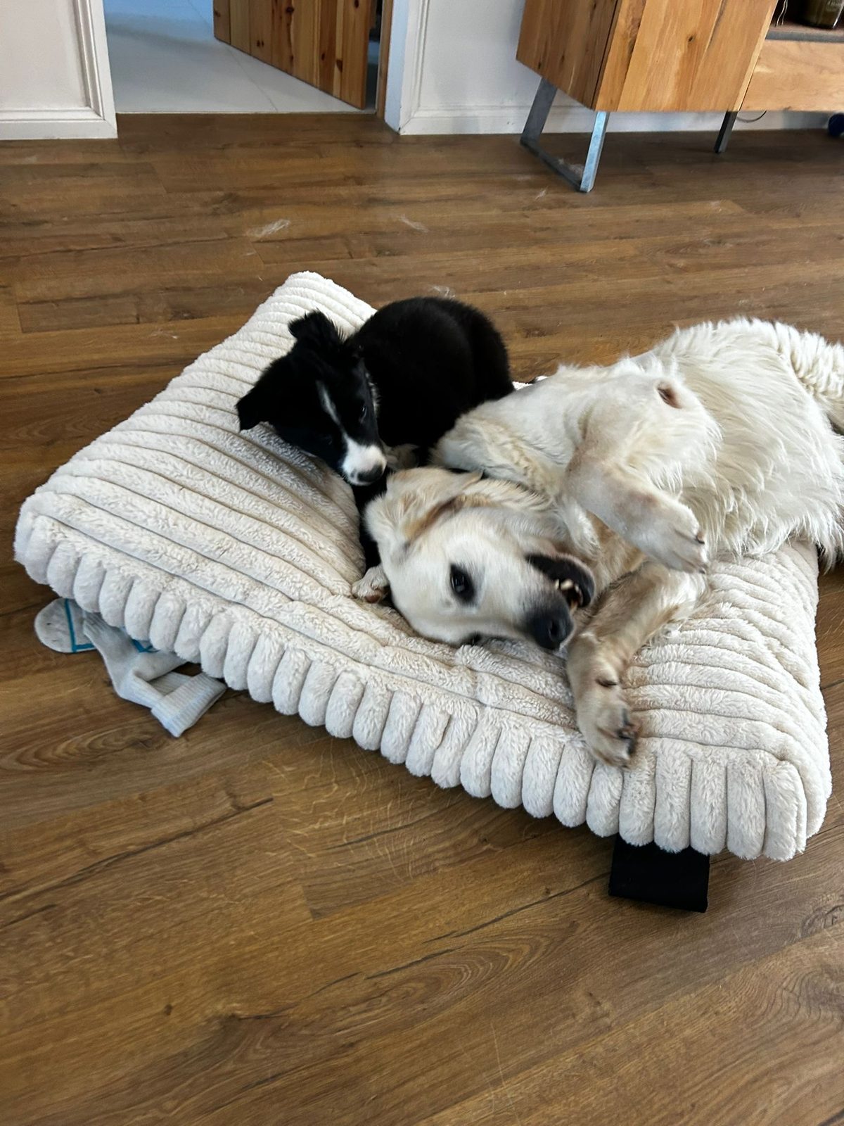 Winston curled on a large dog bed with two other dogs.