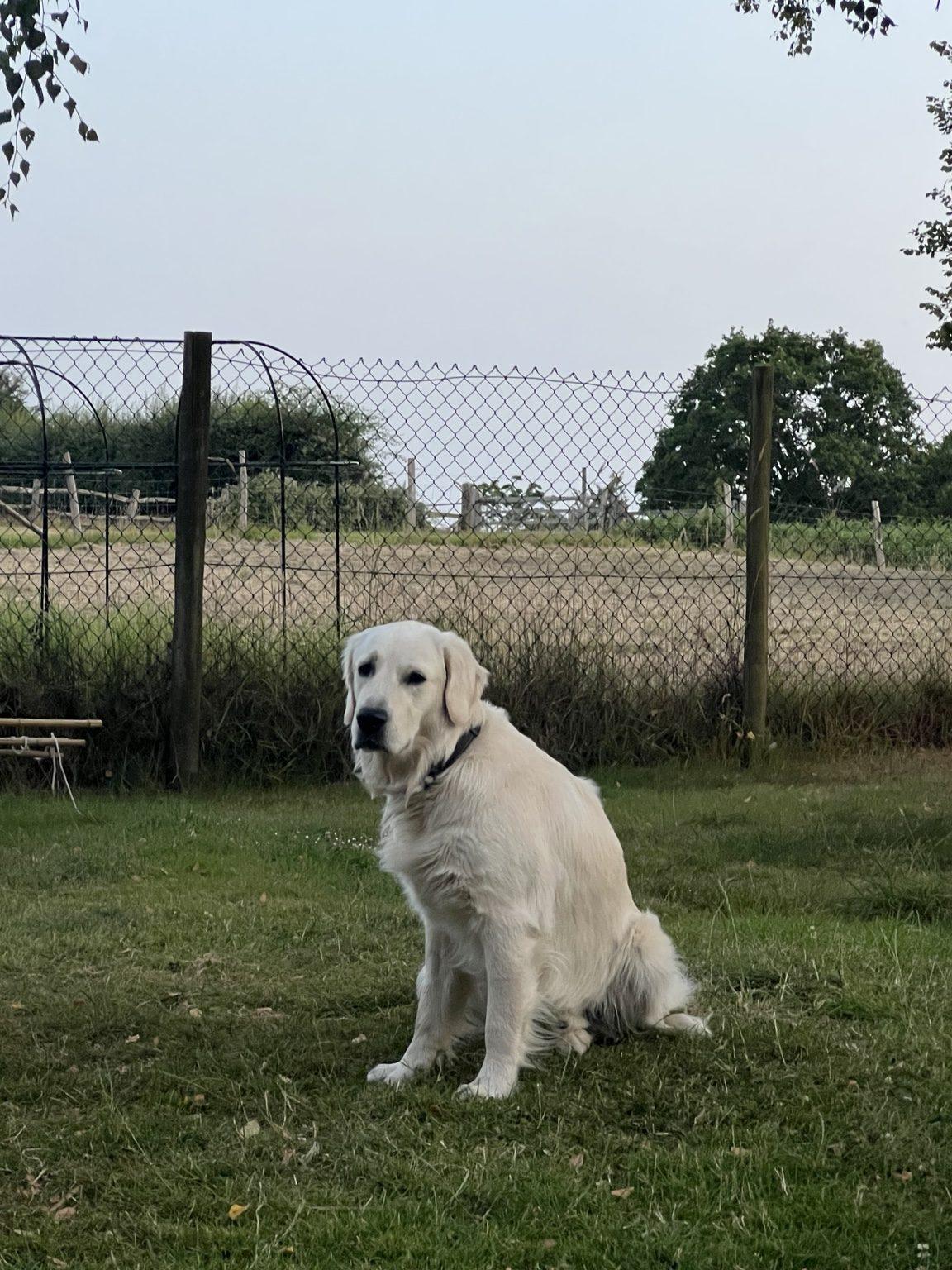 Winston sitting on the grass at Martins Farm and looking towards the camera.