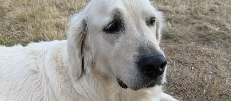 Winston, the Martins Farm golden retriever, sitting alert in the field at dusk.