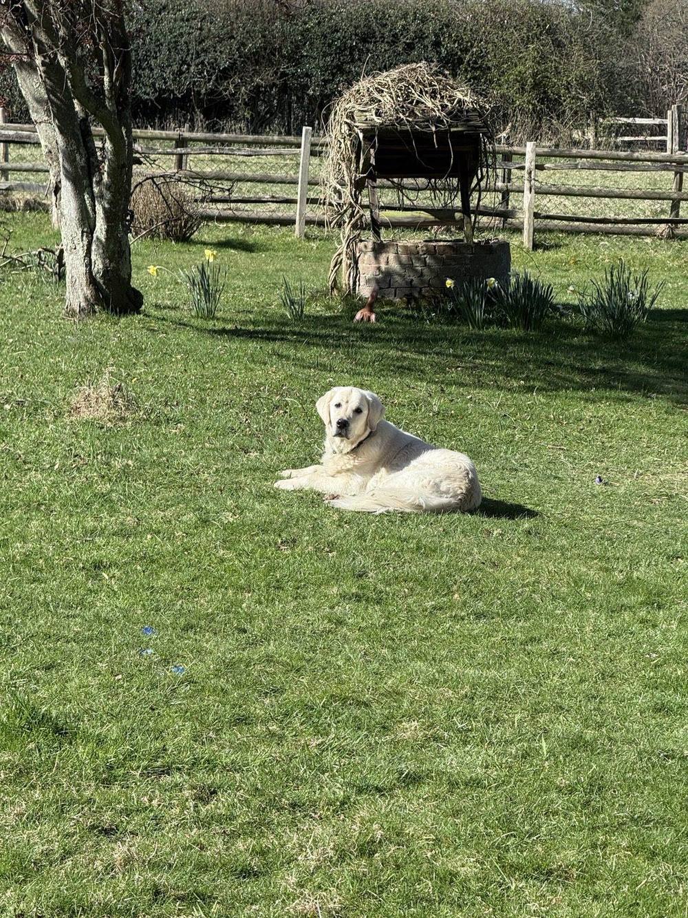 Winston lying on the lawn beside the old well at Martins Farm in spring.