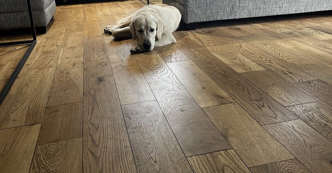 Winston, the golden retriever at Martins Farm, lying on the oak floor beside a grey sofa
