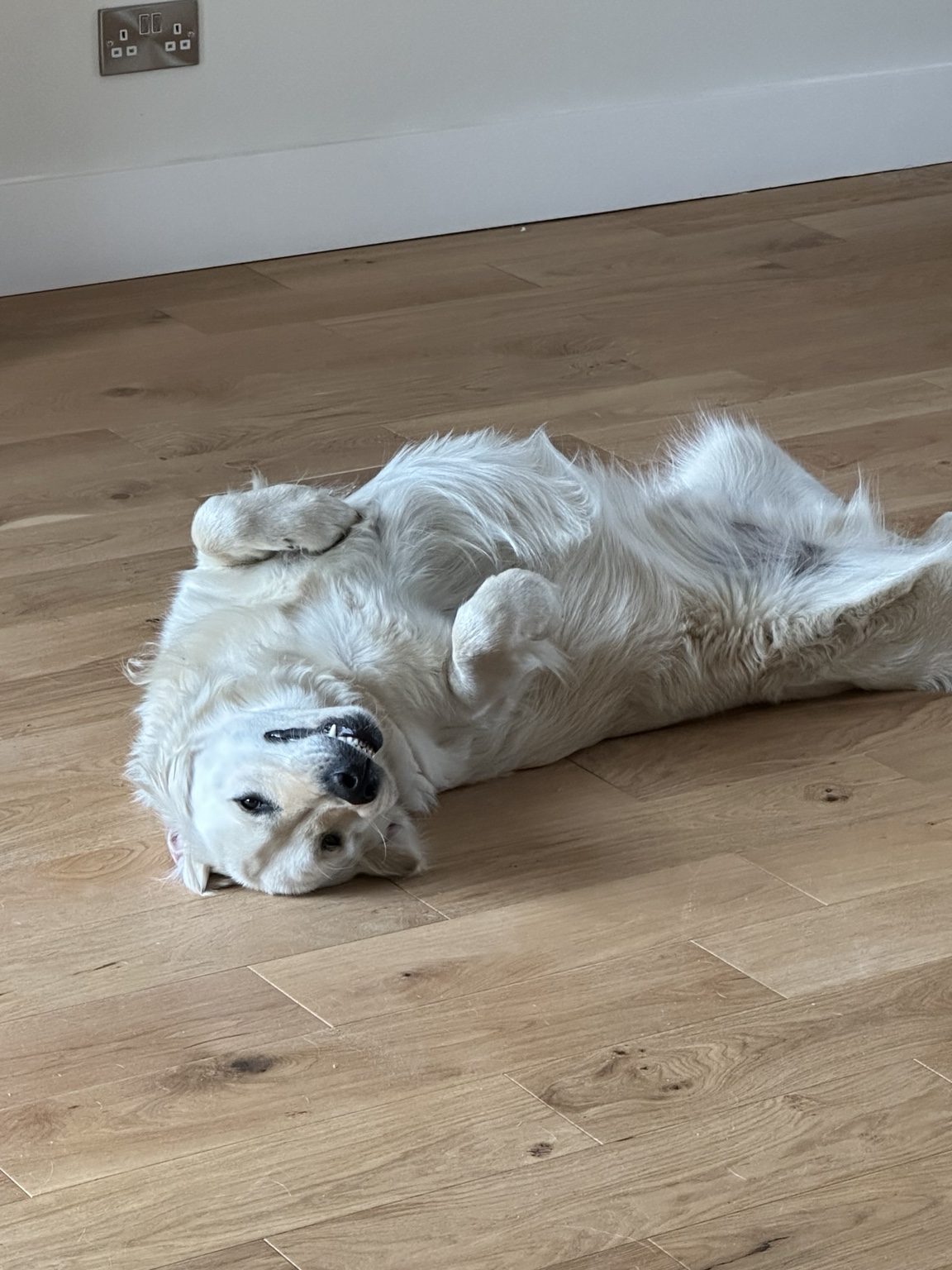 Winston lying upside down on the wooden floor with his paws in the air.