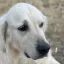 Close portrait of Winston, the golden retriever at Martins Farm.
